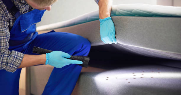 Best Wasp Removal Services  in Bement, IL