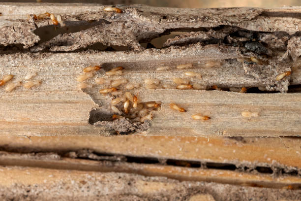 Best Exterminator Services  in Bement, IL
